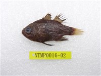 藏品(黑鰭天竺鯛)的圖片